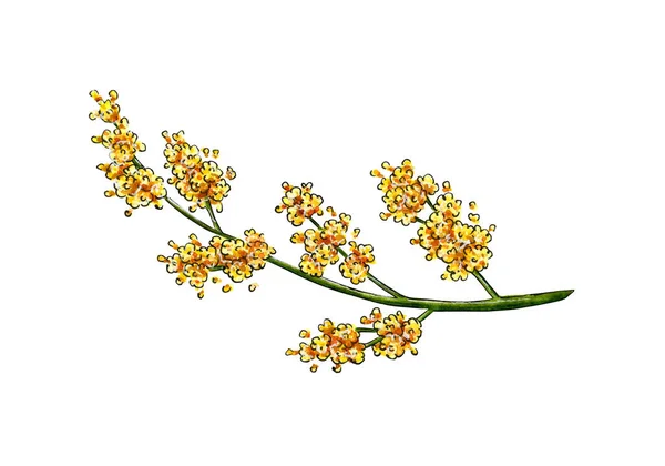 Ватерколірна Ілюстрація Квітки Мімози Жовтого Весняного Кольору Символ Міжнародного Жіночого — стокове фото