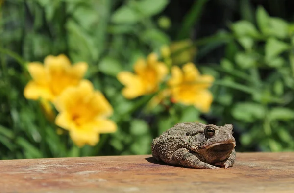 Texas Toad Anaxyrus Speciosus Jardín Flores Con Flores Borrosas Segundo —  Fotos de Stock