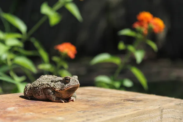 Texas Toad Anaxyrus Speciosus Jardín Flores Con Flores Borrosas Segundo —  Fotos de Stock
