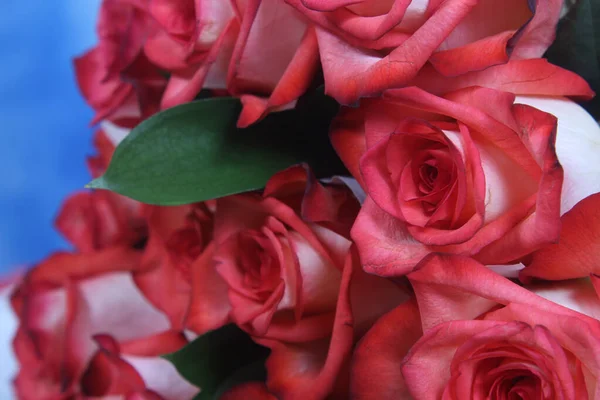 Rosa Rose Closeup Livre Casamento — Fotografia de Stock