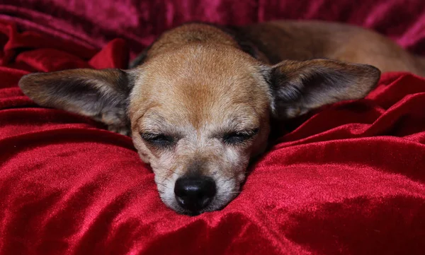 Pequeño Perro Chihuahua Senior Con Manta Terciopelo Rojo — Foto de Stock