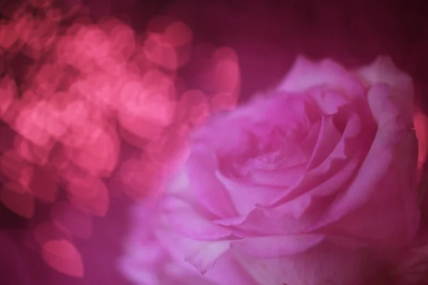 Weiche Rosa Rose Auf Rotem Bokeh Hintergrund — Stockfoto