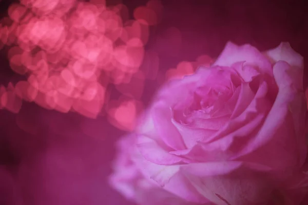 Weiche Rosa Rose Auf Rotem Bokeh Hintergrund — Stockfoto