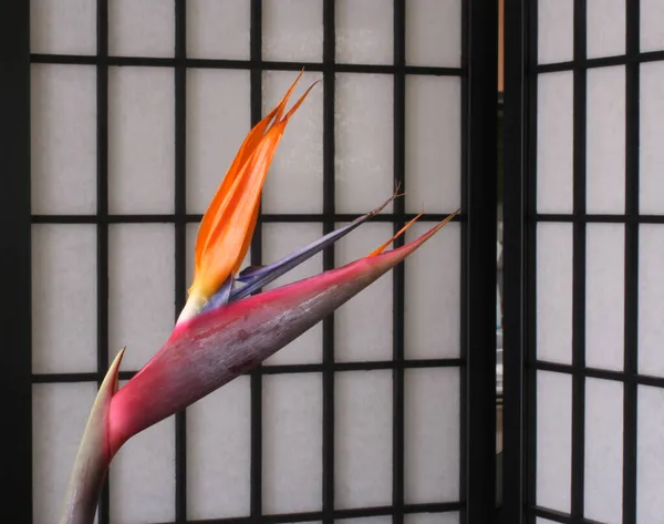 Paradiesvogel Blume Mit Asiatischem Bildschirm Großaufnahme — Stockfoto