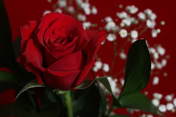 Rote Rose Auf Rotem Samt Hintergrund — Stockfoto