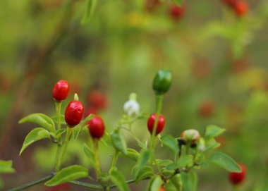 Teksas 'ın yerlisi Chiltepin Pepper Capsicum annuum var. glabriusculum