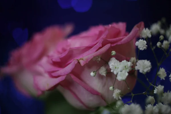 Mjuk rosa ros på Bokeh Bakgrund Grunt DOF — Stockfoto