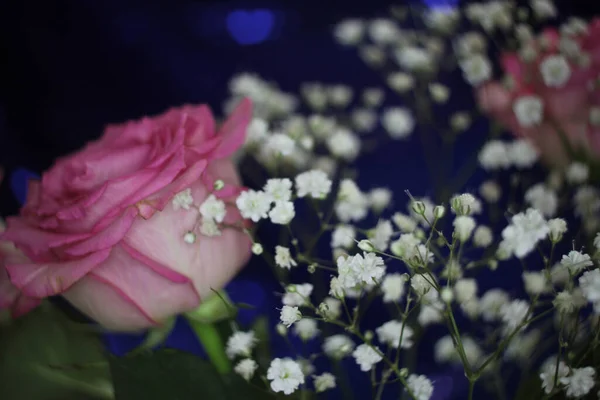 Weiche rosa Rose auf Bokeh Hintergrund flach DOF — Stockfoto