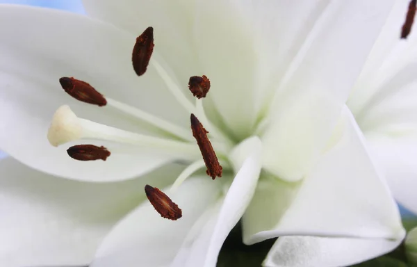 Branco Páscoa Lily Closeup em azul raso DOF — Fotografia de Stock