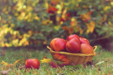 Sonbahar Sığ DOF 'unda bir sepet kırmızı elma.