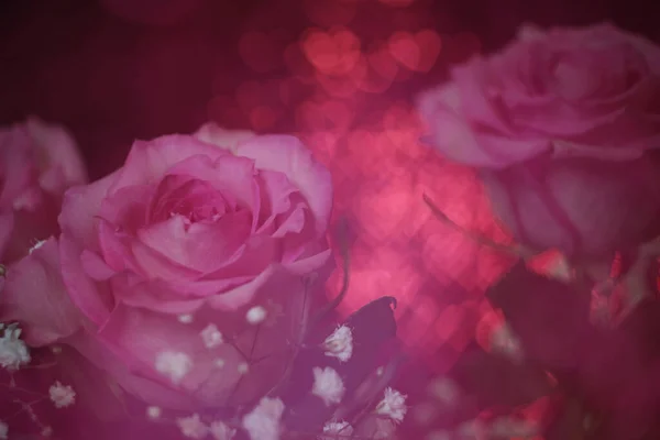 Rose Rose Tendre Sur Fond Bokeh Rouge — Photo