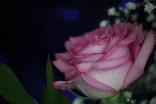 Яка Рожева Троянда Синьому Фоні Боке Нехай Dof — стокове фото