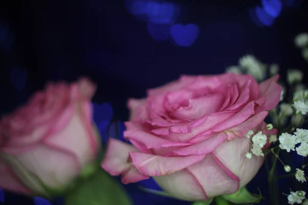 Μαλακό Ροζ Τριαντάφυλλο Μπλε Φόντο Bokeh Shallow Dof — Φωτογραφία Αρχείου
