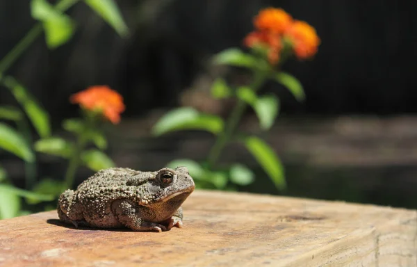 Texas Toad Anaxyrus Speciosus Jardín Flores Con Flores Borrosas Segundo —  Fotos de Stock