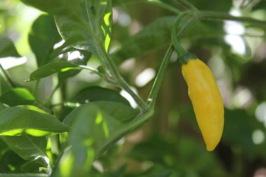 Peru 'dan olgun limonlu biber. Aji Limuzin Capsicum frutescens L.