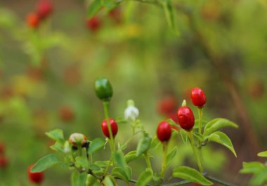 Teksas 'ın yerlisi Chiltepin Pepper Capsicum annuum var. Glabriusculum yakın plan