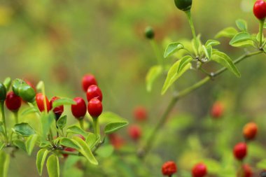 Teksas 'ın yerlisi Chiltepin Pepper Capsicum annuum var. Glabriusculum yakın plan