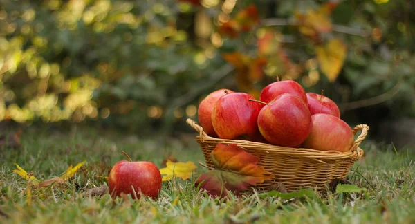Kosz Czerwonych Jabłek Zewnątrz Jesienią Płytki Dof — Zdjęcie stockowe
