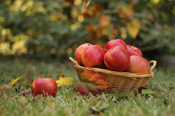 Basket Red Apples Outdoors Autumn Shallow Dof — Stock Photo, Image