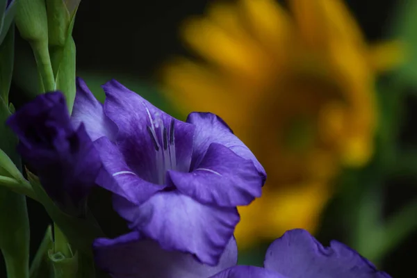 Gladiolus Slunečnicí Pozadí — Stock fotografie