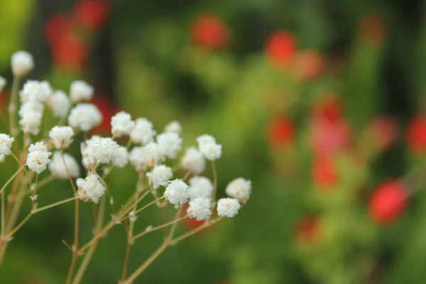 Gedroogde Baby Adem Bloemen Met Groene Tuin Achtergrond Close — Stockfoto