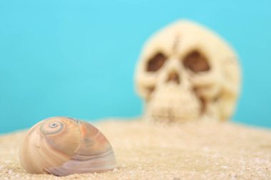 Kum Üzerinde Deniz Kabuğu ve Kafatası Mavi Arkaplan, Sığ DOF