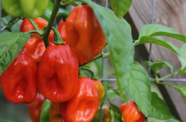 Organik Bahçede Olgun Portakal Habanero Biberleri Büyüyor