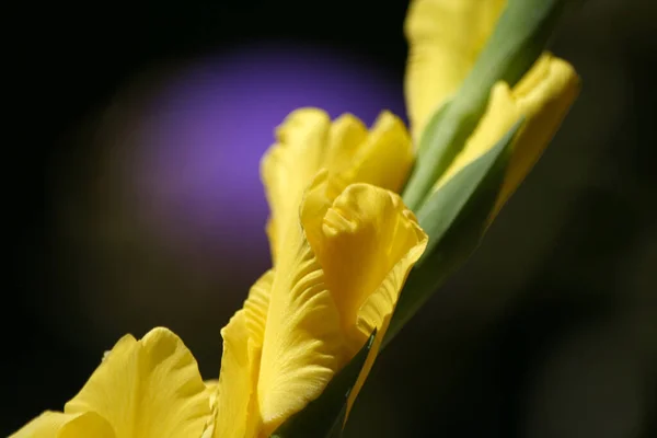 Yellow Gladiolus Purple Artichoke Background Close — Stock Photo, Image