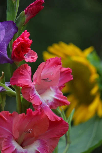 Gladiolo Con Girasole Sullo Sfondo — Foto Stock