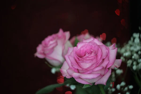 Rosa Suave Fundo Bokeh Vermelho — Fotografia de Stock