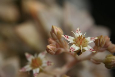 Tavuk ve Piliçler Echeveria Çiçek açmış