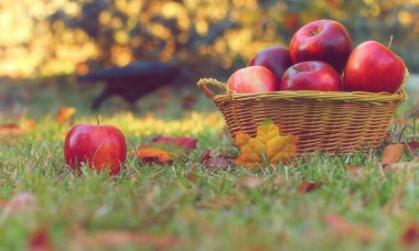 Sonbaharda açık havada bir sepet kırmızı elma ve karga sığ DOF.
