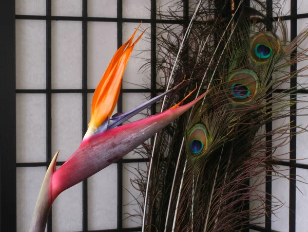 Bird Paradise Flower Peacock Feathers Background Shallow Dof — стокове фото