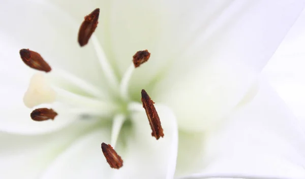 Branco Páscoa Lily Close Rasa Dof — Fotografia de Stock