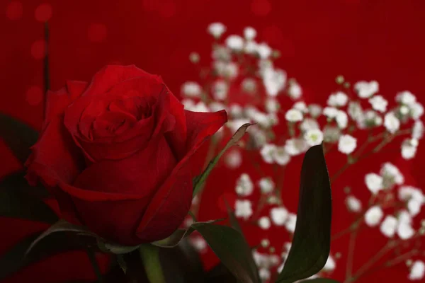 Rote Rose Auf Rotem Samt Hintergrund — Stockfoto