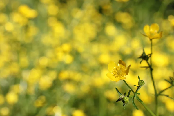 Fält Texas Wildflower Yellow Buttercup Ranunculus Bulbosus Bulbous Buttercup — Stockfoto
