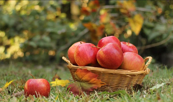 Cesta Manzanas Rojas Aire Libre Otoño Dof Poco Profundo — Foto de Stock