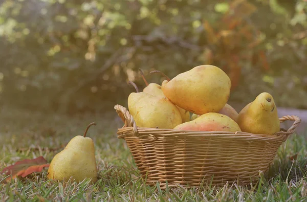 Peras en mimbre cesta al aire libre en otoño —  Fotos de Stock