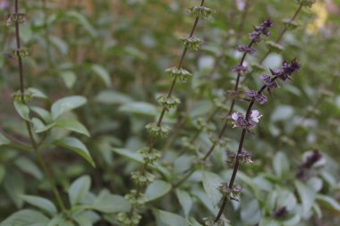 Bahçe 'de Tayland Basili Yetiştirme - O bazilika var. Tigrsiflora