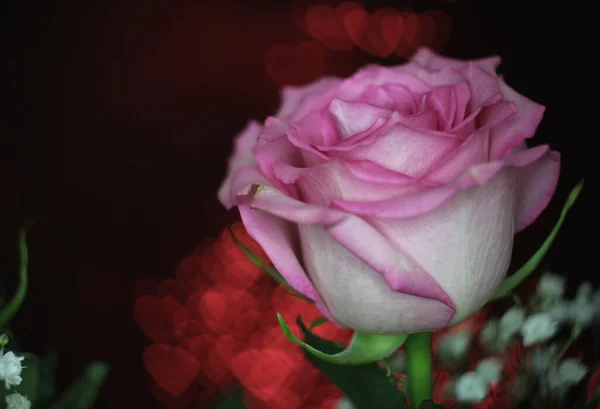 Rose Rose Tendre Sur Fond Bokeh Rouge — Photo