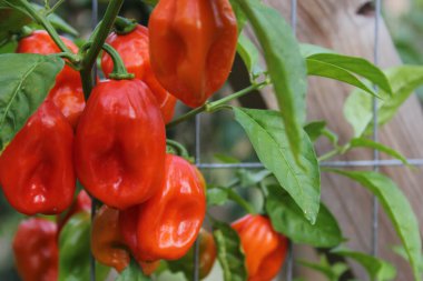 Organik Bahçede Olgun Portakal Habanero Biberleri Büyüyor