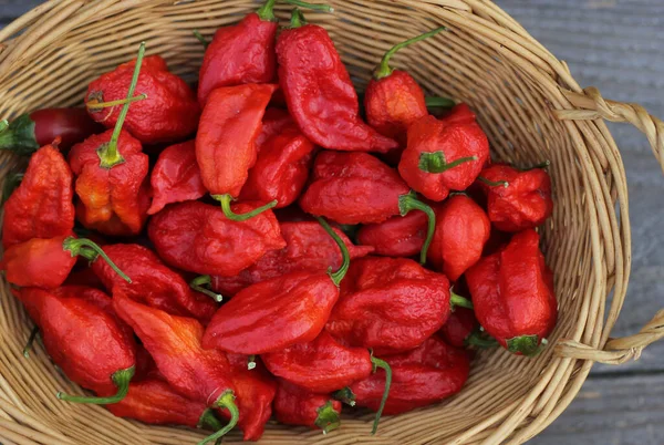 Korb Mit Frischen Bhut Jolokia Ghost Chili Peppers Auf Bauernmarkt — Stockfoto