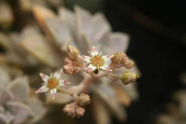 Hühner Und Küken Zimmerpflanze Echeveria Elegans Voller Blüte — Stockfoto