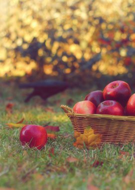 Sonbaharda açık havada bir sepet kırmızı elma ve karga sığ DOF.