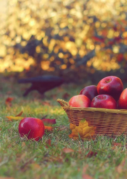 Cesta Manzanas Rojas Aire Libre Otoño Con Cuervo Dof Poco —  Fotos de Stock