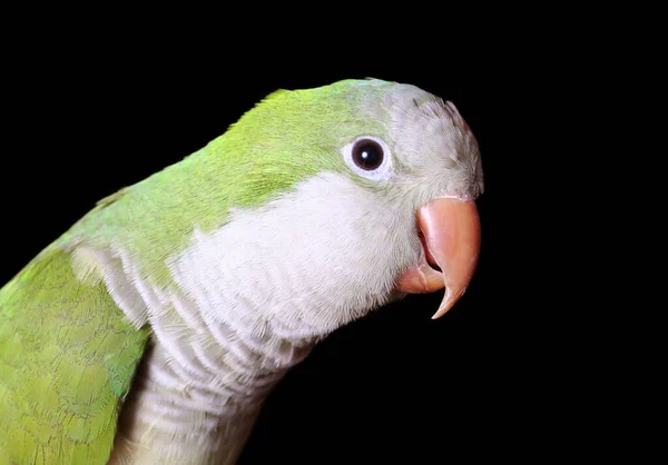 Квакер Папуга Тлі Чорного Фону — стокове фото