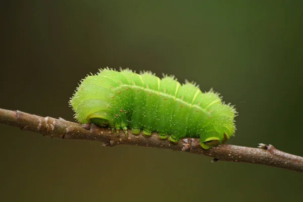 Green Luna Moth Caterpillar на Apple Tree — стоковое фото