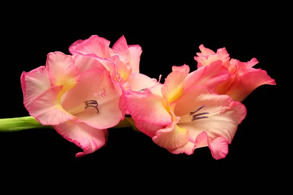 Pink Gladiolus Stem Black Background — Stock Photo, Image