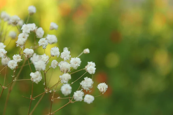 Dried Baby Breath Flowers Green Garden Background Close — Stock Photo, Image