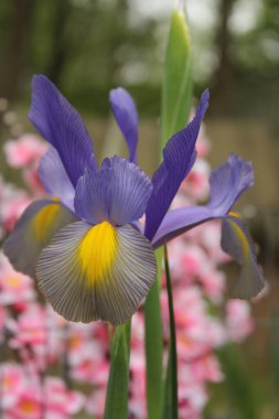 Bahar Bahçesinde Pembe Arkaplanlı Mor Gözler